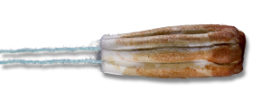 tampon-1