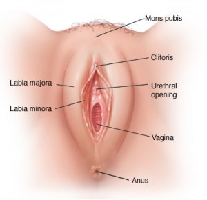 vulva